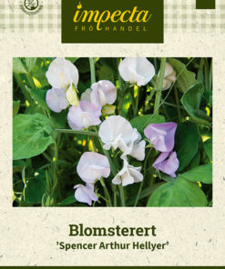 Blomsterert 'Spencer Arthur Hellyer' Rosa