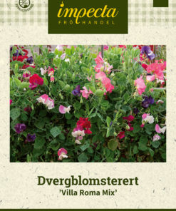 Dvergblomsterert 'Villa Roma Mix' Miksfarget