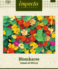 Blomkarse 'Jewel Of Africa' Miksfarget