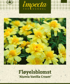 Fløyelsblomst 'Alumia Vanilla Cream' Gul