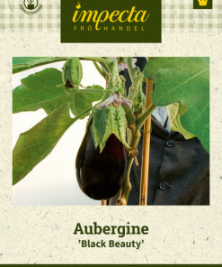 Aubergine 'Black Beauty' svart