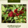 Jordbærspinat 'Strawberry Sticks' Rød