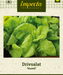 Drivsalat 'Humil' grønn