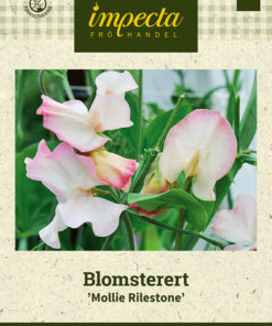 Blomsterert 'Mollie Rilestone' Rosa