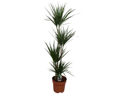 Dracaena Marginata 4 stam- Dragetre 27 cm