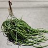 Rhipsalis - koralkaktus 21 cm ampel