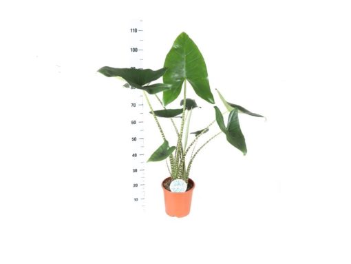 Alocasia - Elefantøre Zebrina 22 cm