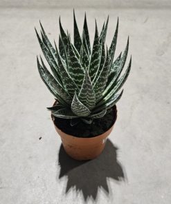 Aloe Instellar 12 cm