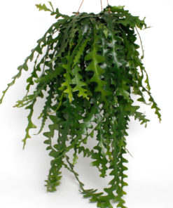 Epiphyllum anguliger - Fiskebensplante ampel 21 cm