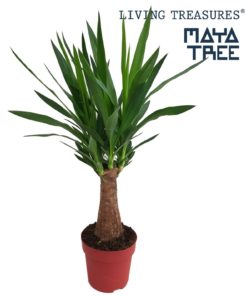 Yucca Maya 19 cm