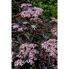 Sambucus Black Beauty - Svarthyll 19 cm