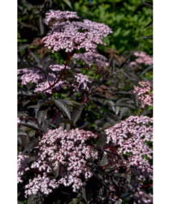 Sambucus Black Beauty - Svarthyll 19 cm