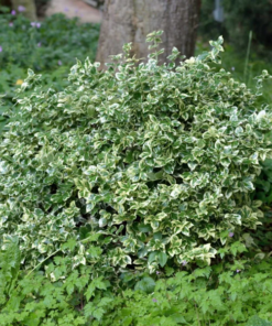 Euonymus fort. Emarald Gaiety - Klatrebeinved 17 cm