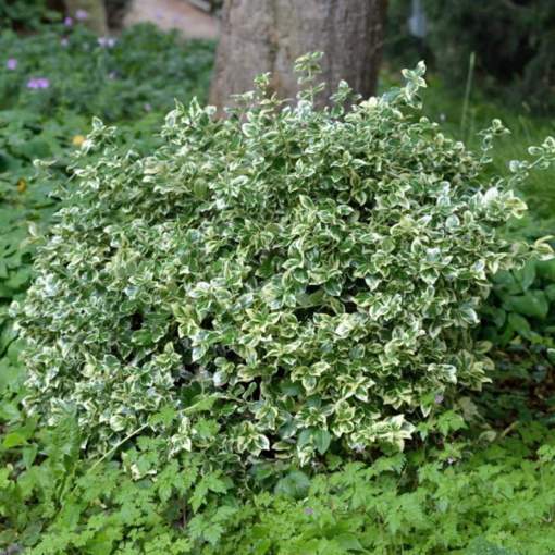 Euonymus fort. Emarald Gaiety - Klatrebeinved 17 cm