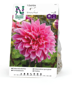 Dahlia - Geogrine Emory Paul