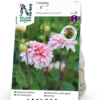 Dahlia - Georgine Strawberry Cream