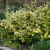 Euonymus fort. Emerald Gold - Klatrebeinved 17 cm