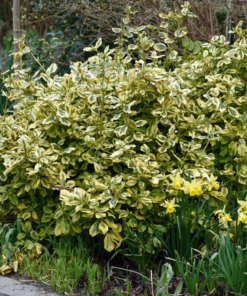 Euonymus fort. Emerald Gold - Klatrebeinved 17 cm