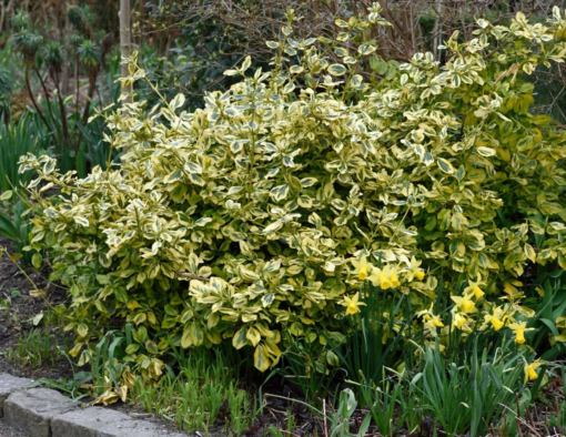 Euonymus fort. Emerald Gold - Klatrebeinved 17 cm