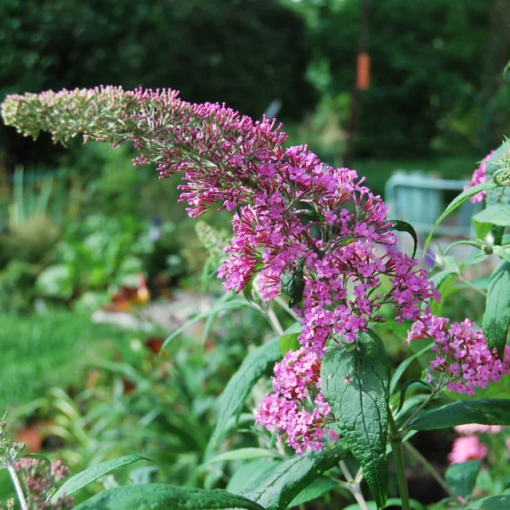 Buddleia Pink Delight - Sommerfuglbusk 19 cm