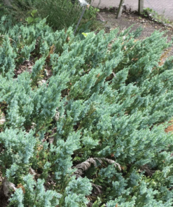Juniperus hor. Wiltonii - Krypeiner 19 cm