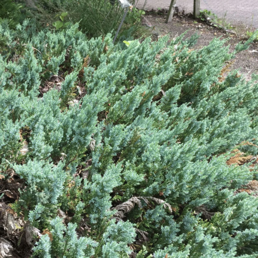 Juniperus hor. Wiltonii - Krypeiner 19 cm