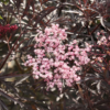 Sambucus Black Lace - Svarthyll 19 cm