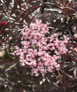 Sambucus Black Lace - Svarthyll 19 cm