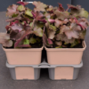 Heuchera Palace Purple - Alunrot 4pk