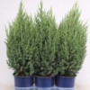 Juniperus Stricta - Kinaeiner 15 cm