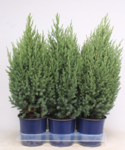 Juniperus Stricta - Kinaeiner 15 cm