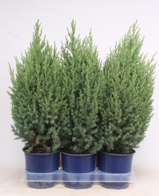 Juniperus Stricta - Kinaeiner 15 cm