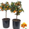 Kumquat Oppstammet 19 cm