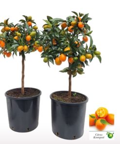 Kumquat Oppstammet 19 cm