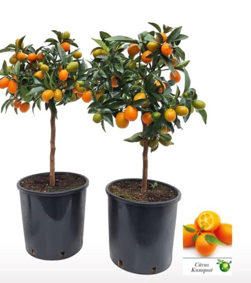 Kumquat Oppstammet 19 cm