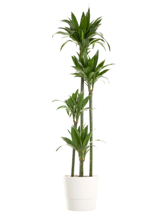 Dracaena Fragrans Janet Craig - Dragetre 3 stam 24 cm