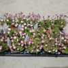 Saxifraga - Hagesildre 11 cm