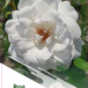 Hageroser Helga 19 cm