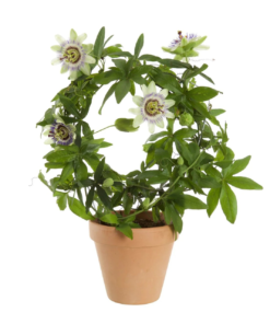 Passiflora - Pasjonblomst 13 cm