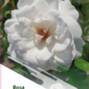 Hageroser Melrose 19 cm