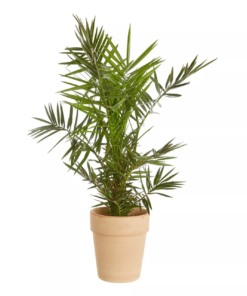 Phoenix Canariensis - Kanaripalme 17 cm