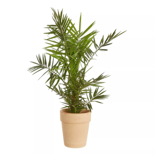 Phoenix Canariensis - Kanaripalme 17 cm