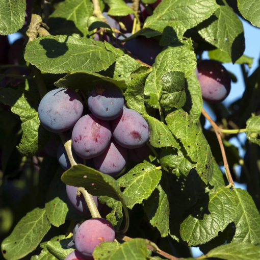 Frukttrær Prunus Domestica Jubileum - Plomme