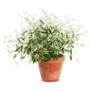 Euphorbia - vortemelk 12 cm