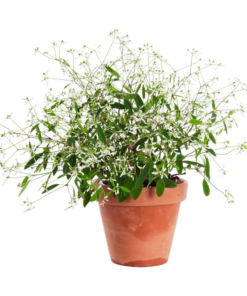 Euphorbia - vortemelk 12 cm