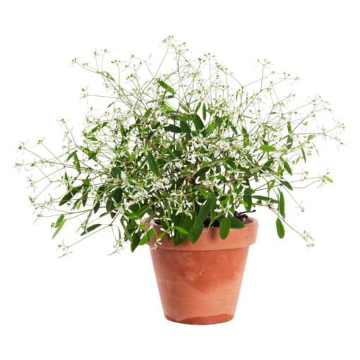 Euphorbia - vortemelk 12 cm
