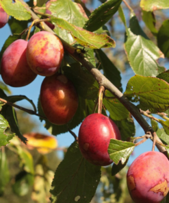 Frukttrær Prunus Domestica Victoria Emla- Plomme