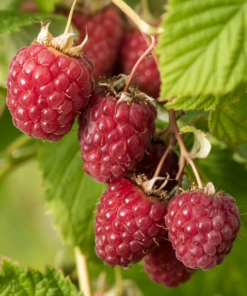 Rubus Idaeus Schöneman - Bringebær 17 cm