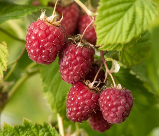 Rubus Idaeus Schöneman - Bringebær 17 cm