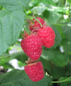 Rubus idaeus Algonquin -Bringebær 17 cm